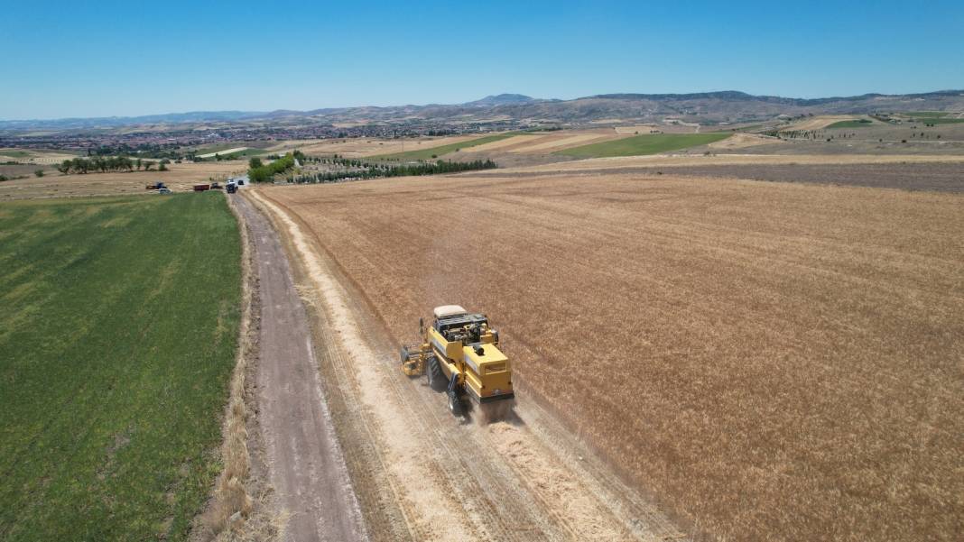 Altın Gibi Parlıyorlar: Bu Yıl Dönümünden 250-400 Kilo Hasat Bekleniyor 8